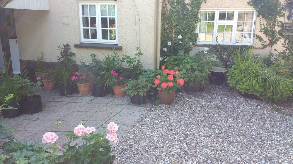 Brambles Bed And Breakfast Тівертон Екстер'єр фото